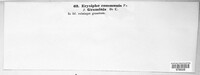 Erysiphe cruciferarum image